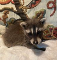Raccoon Animals for sale in 4125 Lake Lawne Ave, Orlando, FL 32808, USA. price: $500