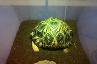 Radiated tortoise Reptiles Photos