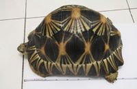 Radiated tortoise Reptiles for sale in New York, NY, USA. price: $400