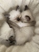 Ragdoll Cats for sale in Mohammed Wadi, Pune, Maharashtra, India. price: 7000 INR