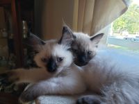 Ragdoll Cats for sale in West Hartford, CT, USA. price: NA