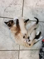 Ragdoll Cats for sale in 197 County Rd 4803, Dayton, TX 77535, USA. price: NA