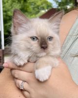 Ragdoll Cats for sale in Lock Haven, PA 17745, USA. price: NA