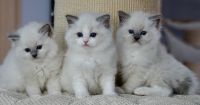 Ragdoll Cats Photos