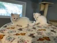 Ragdoll Cats for sale in Fort Edward, NY 12828, USA. price: NA