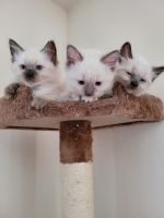Ragdoll Cats for sale in Seattle, WA 98118, USA. price: NA