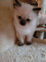 Ragdoll Cats for sale in Williamsport, PA 17701, USA. price: NA