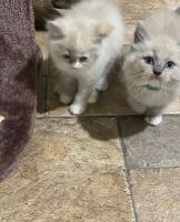 Ragdoll Cats for sale in Indianapolis, IN 46217, USA. price: NA