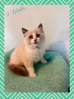 Ragdoll Cats for sale in Puyallup, WA, USA. price: NA
