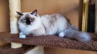 Ragdoll Cats for sale in Brooklyn, NY, USA. price: NA