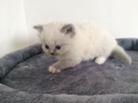 Ragdoll Cats for sale in Grenville-sur-la-Rouge, Argenteuil Regional County Municipality, QC J0V, Canada. price: NA