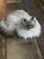 Ragdoll Cats for sale in Myrtle Beach, SC, USA. price: NA