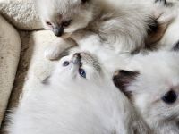 Ragdoll Cats for sale in Williamsport, PA 17701, USA. price: NA