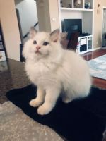 Ragdoll Cats for sale in San Diego, CA, USA. price: NA