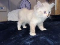 Ragdoll Cats for sale in Warsaw, NC, USA. price: $500