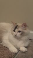 Ragdoll Cats for sale in Charlotte, NC, USA. price: $250