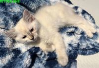 Ragdoll Cats for sale in Warsaw, NC, USA. price: $500