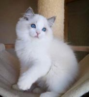 Ragdoll Cats for sale in Canada Blvd, Toronto, ON M6K, Canada. price: $500