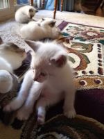 Ragdoll Cats for sale in Leawood, KS, USA. price: $700