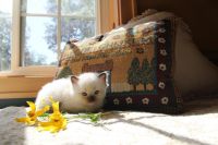 Ragdoll Cats for sale in Yorkville, IL, USA. price: $1,500