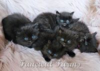 Ragdoll Cats for sale in Huntsville, AL, USA. price: $2,200