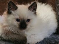 Ragdoll Cats for sale in Williamsport, PA 17701, USA. price: $875