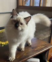 Ragdoll Cats for sale in Archie, MO 64725, USA. price: $800