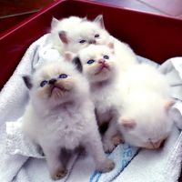 Ragdoll Cats for sale in Miami, FL, USA. price: $400