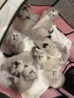 Ragdoll Cats for sale in Bloomington, Indiana. price: NA