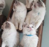 Ragdoll Cats for sale in Miami, Florida. price: $500