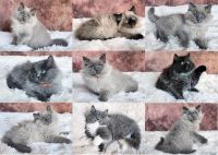 Ragdoll Cats for sale in Huntsville, AL, USA. price: $1,600