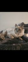 Ragdoll Cats for sale in Lancaster, Pennsylvania. price: $500