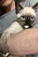 Ragdoll Cats for sale in Potomac, Maryland. price: $1,000