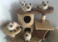 Ragdoll Cats for sale in Potomac, Maryland. price: $1,200