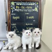 Ragdoll Cats for sale in Warwick, Rhode Island. price: $1,900