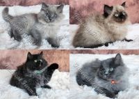 Ragdoll Cats for sale in Huntsville, AL, USA. price: $1,500