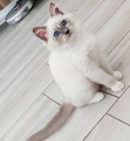 Ragdoll Cats for sale in Bay Harbour, Florida. price: $650