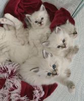 Ragdoll Cats for sale in Cleveland, Ohio. price: $700