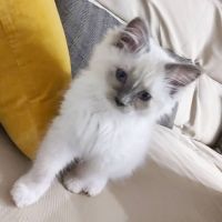 Ragdoll Cats for sale in Beachwood, New Jersey. price: $650