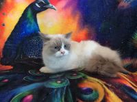 Ragdoll Cats for sale in Grenville-sur-la-Rouge, Argenteuil Regional County Municipality, QC J0V, Canada. price: $880