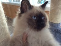 Ragdoll Cats for sale in Ottawa, Ontario. price: $580