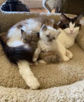 Ragdoll Cats for sale in Lake Forest, California. price: $850