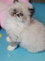 Ragdoll Cats for sale in Bristow, Virginia. price: $1,500