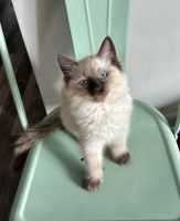 Ragdoll Cats for sale in Mounds View, Minnesota. price: $1,200
