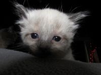 Ragdoll Cats for sale in Beckley, West Virginia. price: $400