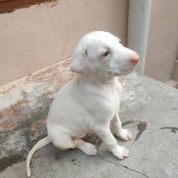 Rajapalayam Puppies for sale in Theni, Tamil Nadu, India. price: 14000 INR