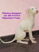 Rajapalayam Puppies for sale in Nanguneri, Tamil Nadu, India. price: 15000 INR