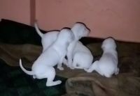 Rajapalayam Puppies for sale in Chennai, Tamil Nadu, India. price: 20000 INR