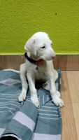 Rajapalayam Puppies for sale in Chennai, Tamil Nadu, India. price: 8000 INR