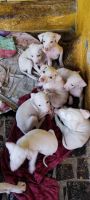 Rajapalayam Puppies for sale in Avadi, Tamil Nadu, India. price: 8000 INR
